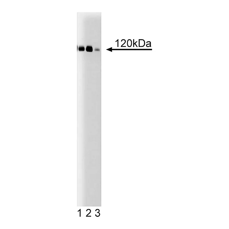 BD Purified Mouse Anti-P-Cadherin