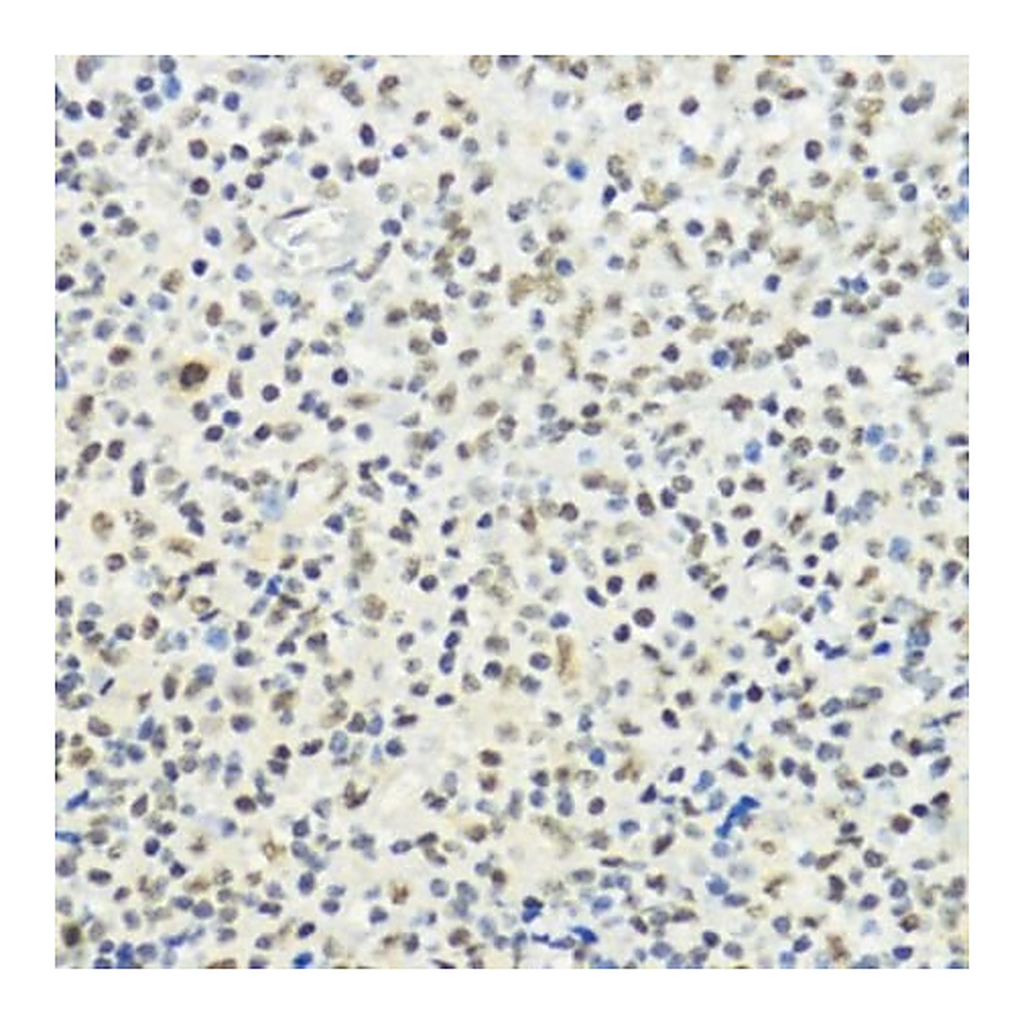 Merck Anti-Phospho-Histone H3-T32 antibody produced in rabbit