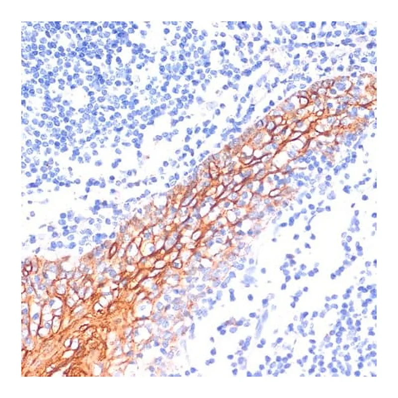 Merck Anti-E-Cadherin antibody produced in rabbit