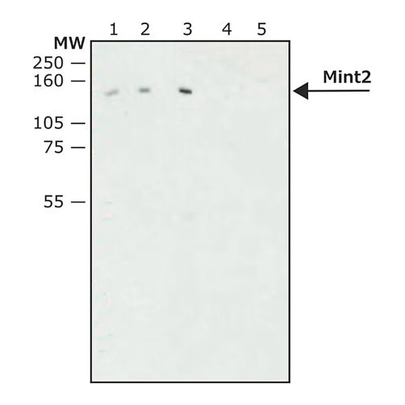 Merck Anti-Mint2 antibody produced in rabbit