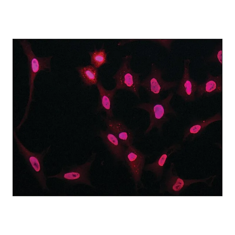 Merck Anti-NONO (N-terminal) antibody produced in rabbit