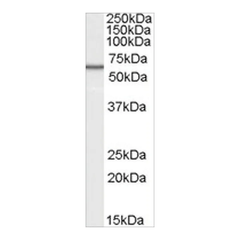 Merck Anti-B7-H4 antibody produced in goat
