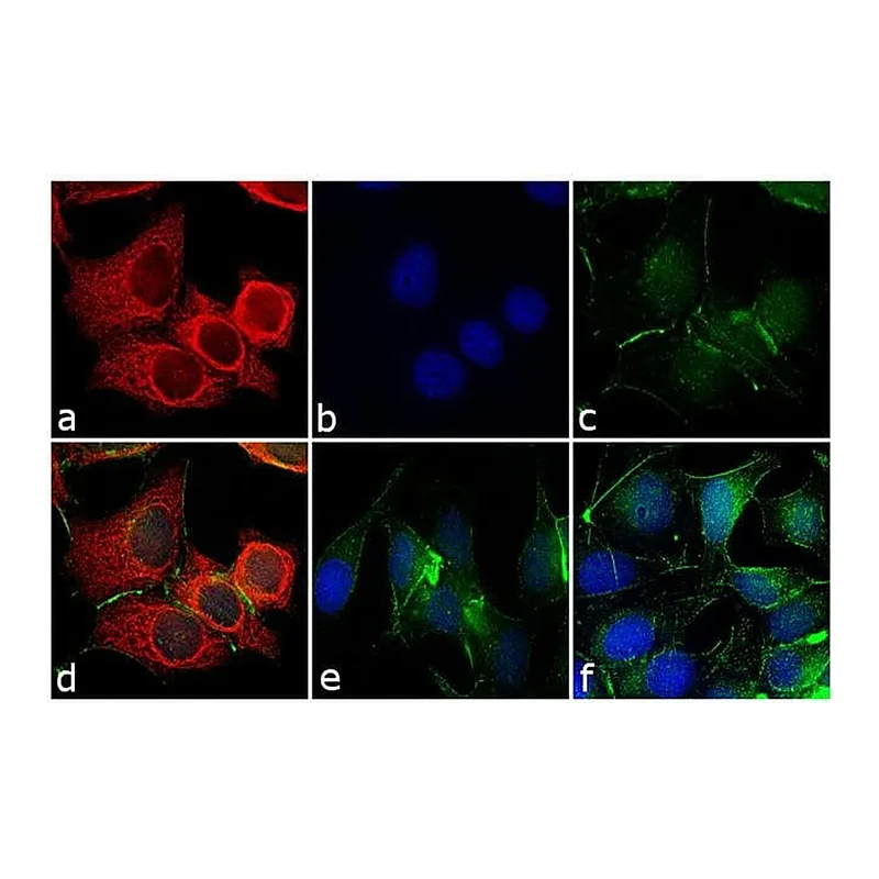 Thermo Fisher Scientific Rabbit anti-Mouse IgG (H+L) Cross-Adsorbed Secondary Antibody, DyLight 550