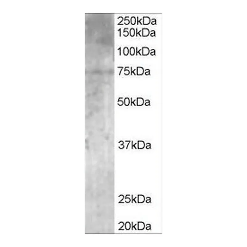 Merck Anti-PALS/MPP5 antibody produced in goat