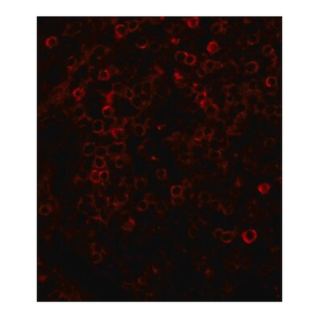 Merck ANTI-RABBIT IGG (WHOLE MOLECULE) TRITC &