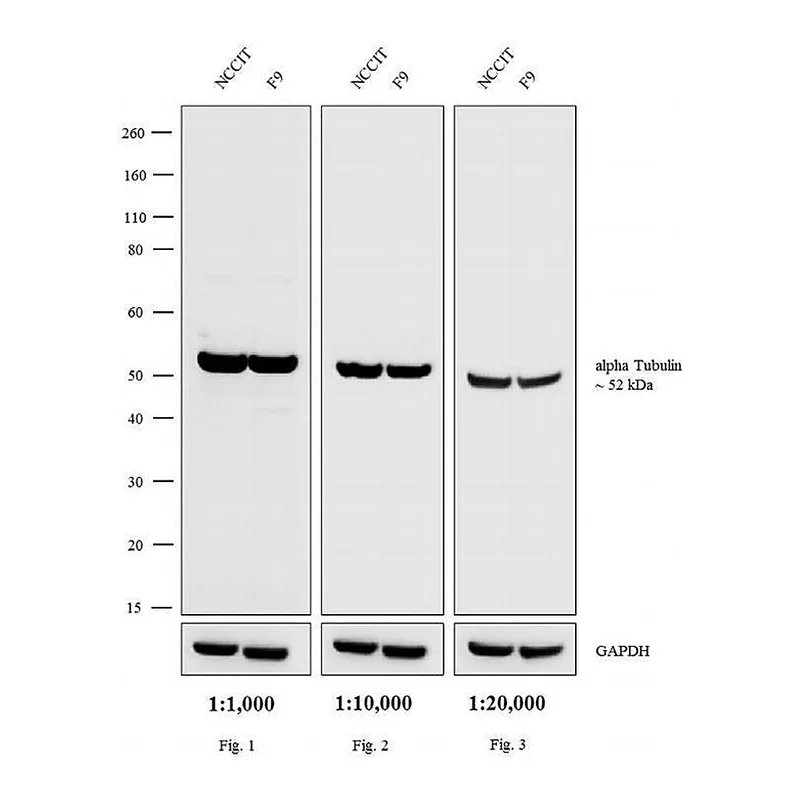 Thermo Fisher Scientific Chicken anti-Rat IgG (H+L) Secondary Antibody, HRP