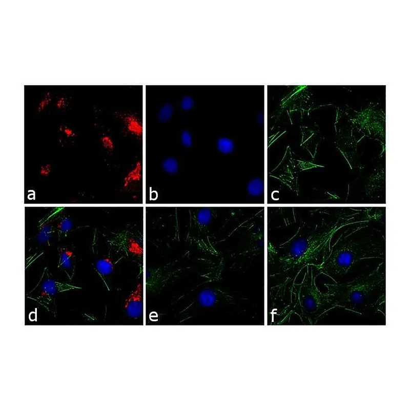 Thermo Fisher Scientific F(ab`)2-Goat anti-Rabbit IgG (H+L) Secondary Antibody, TRITC