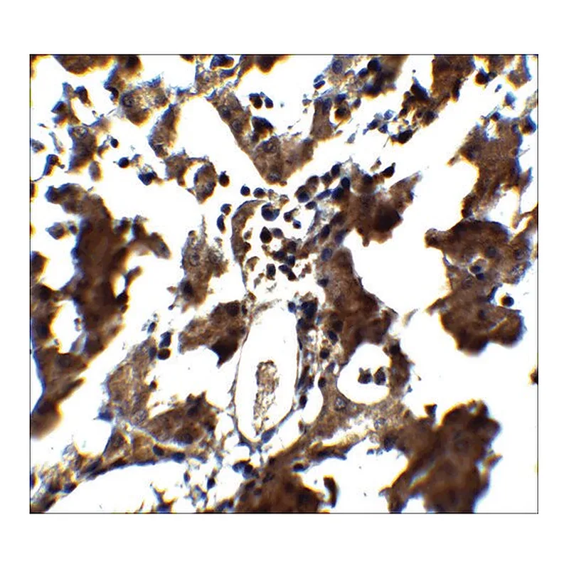 Merck Anti-ZEB1 antibody produced in rabbit