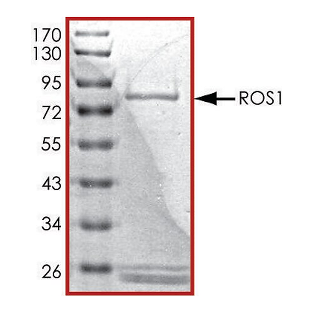 Merck ROS1 (1883-end), active, GST tagged human