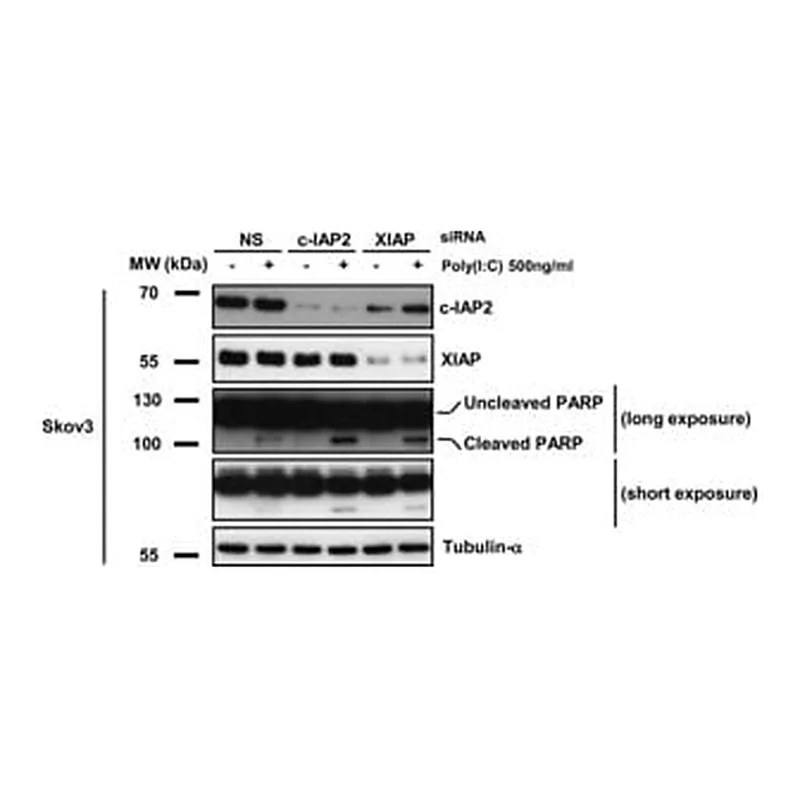 Merck MONOCLONAL ANTI-A-TUBULIN, CLONE B-5-1-2