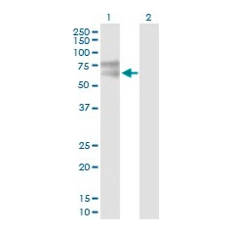 Merck Anti-IL1R1 antibody produced in mouse