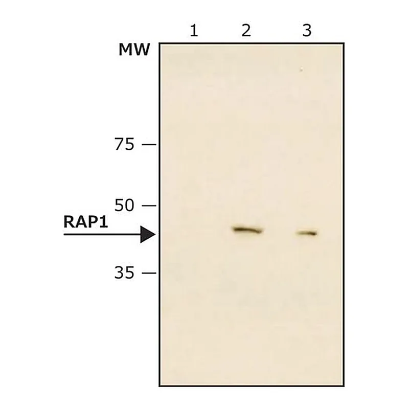 Merck Monoclonal Anti-RAP1 antibody produced in mouse