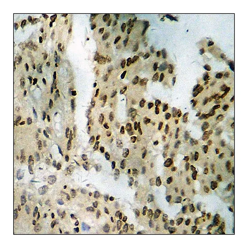 Merck Anti-phospho-Tyrosine Hydroxylase (pSer19) antibody produced in rabbit