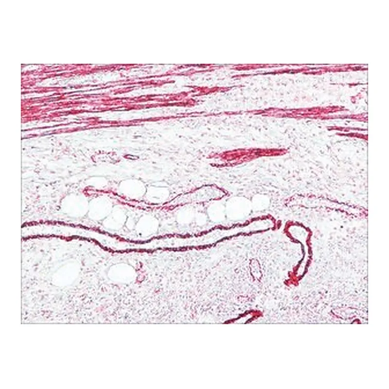 Merck ANTI-MOUSE IGG (FC FRAGMENT) ALKALINE
