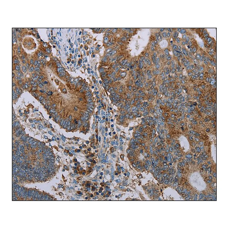 Merck Anti-CYP7A1 antibody produced in rabbit