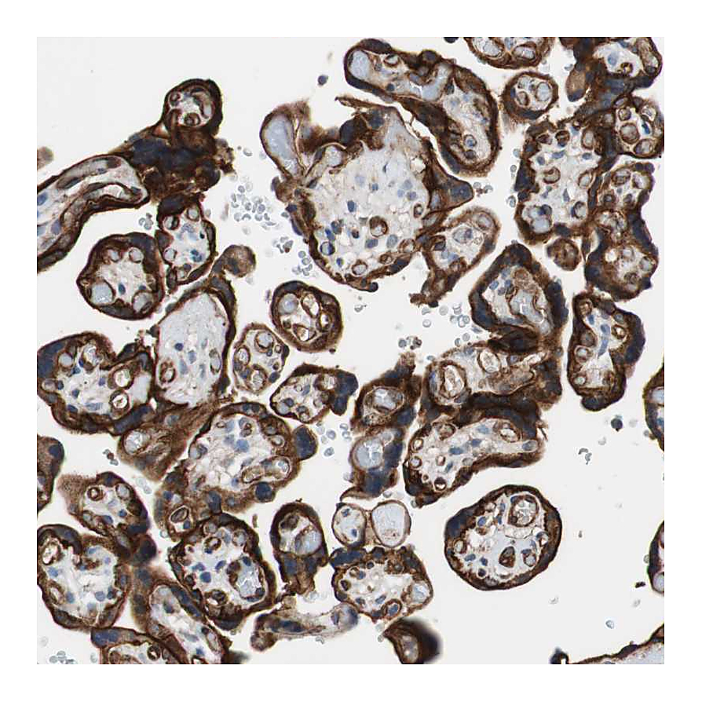 Atlas Antibodies Anti-SPINT1 Antibody