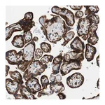 Atlas Antibodies Anti-SPINT1 Antibody