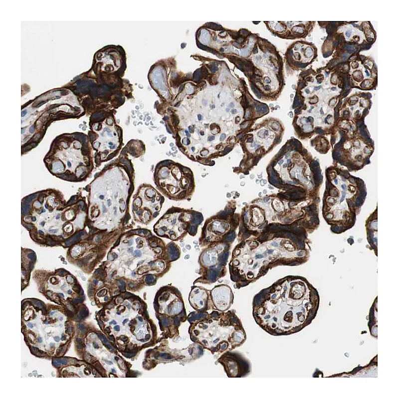 Atlas Antibodies Anti-SPINT1 Antibody