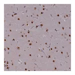 Atlas Antibodies Anti-SPIRE1 Antibody