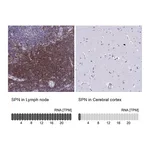 Atlas Antibodies Anti-SPN Antibody