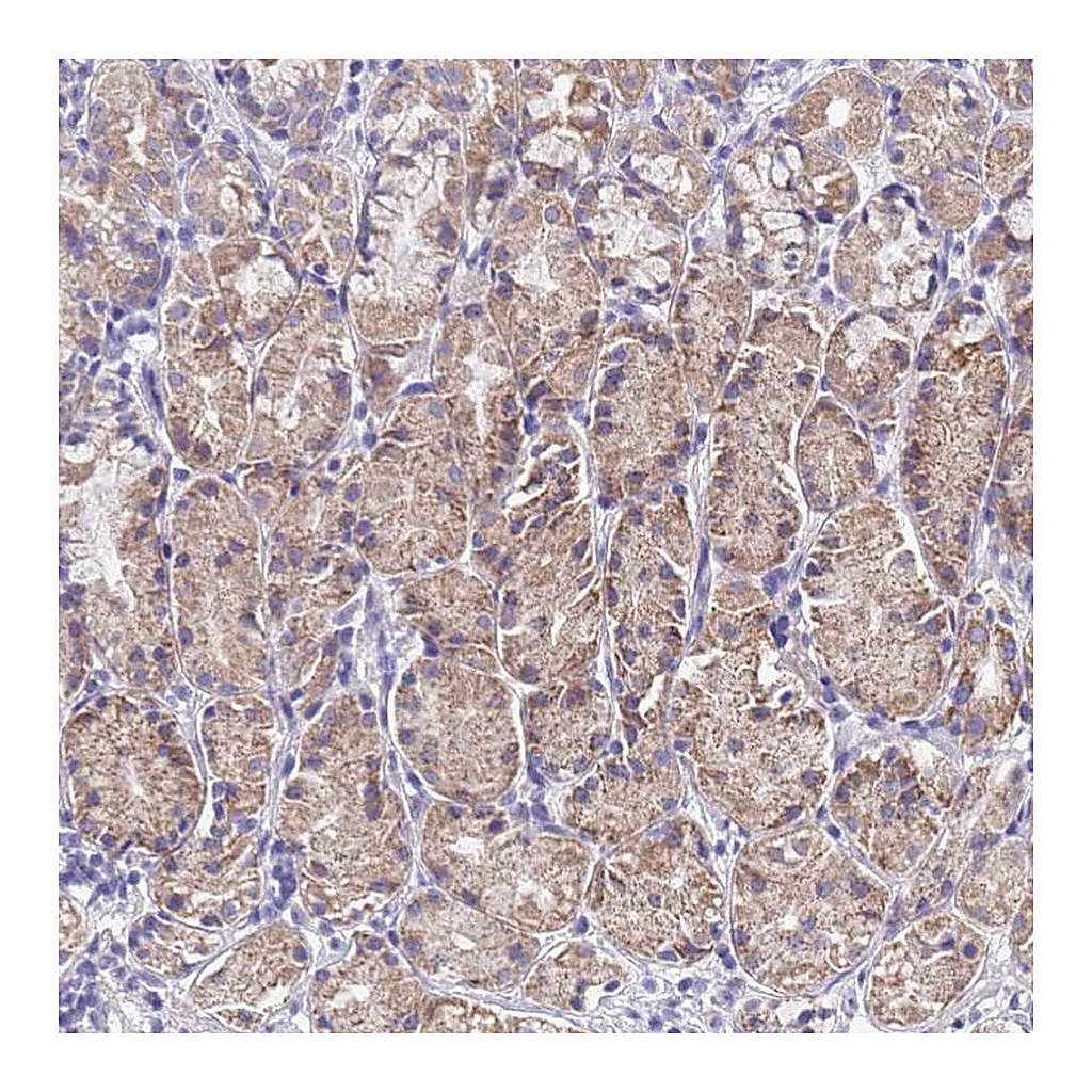 Atlas Antibodies Anti-SPIRE2 Antibody