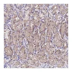 Atlas Antibodies Anti-SPIRE2 Antibody