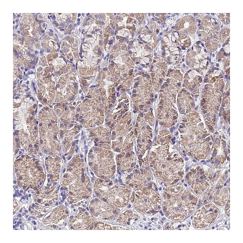 Atlas Antibodies Anti-SPIRE2 Antibody