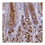 Atlas Antibodies Anti-SPIRE2 Antibody