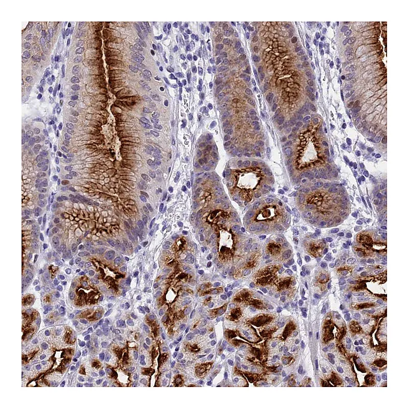Atlas Antibodies Anti-SPIRE2 Antibody