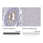 Atlas Antibodies Anti-SPINT3 Antibody