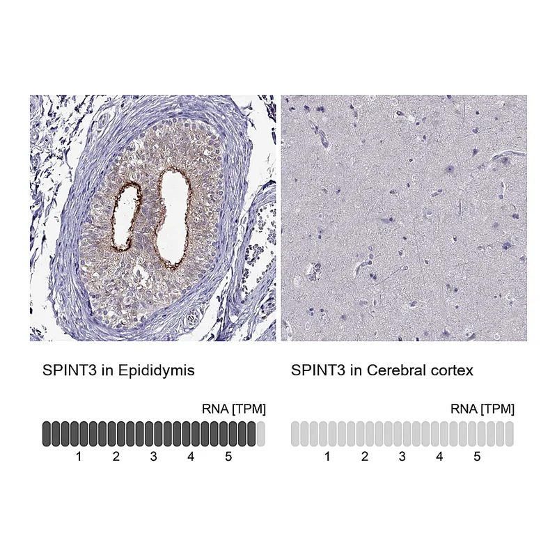 Atlas Antibodies Anti-SPINT3 Antibody