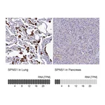 Atlas Antibodies Anti-SPNS1 Antibody