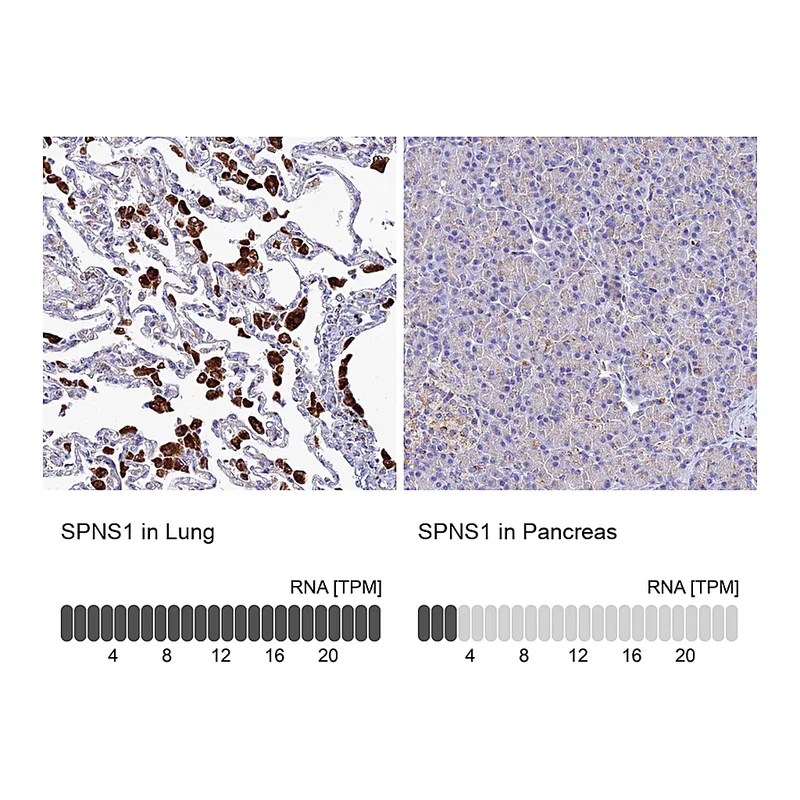 Atlas Antibodies Anti-SPNS1 Antibody