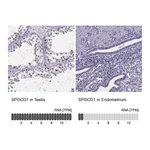Atlas Antibodies Anti-SPOCD1 Antibody