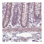 Atlas Antibodies Anti-SPON1 Antibody