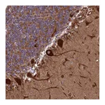 Atlas Antibodies Anti-SPOCK2 Antibody