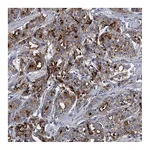 Atlas Antibodies Anti-SPON2 Antibody