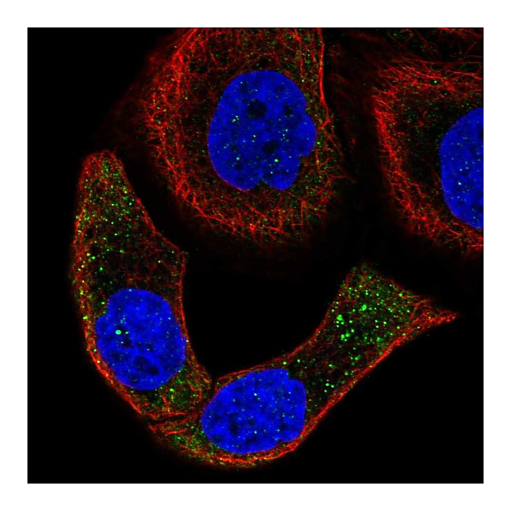 Atlas Antibodies Anti-SPON2 Antibody