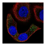 Atlas Antibodies Anti-SPON2 Antibody