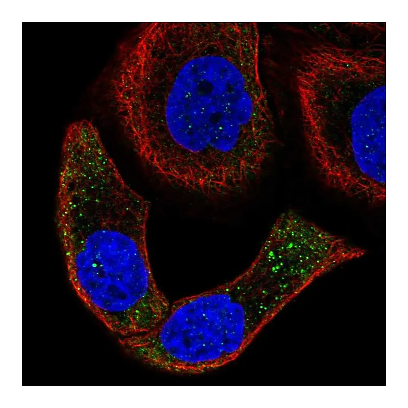Atlas Antibodies Anti-SPON2 Antibody