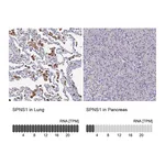 Atlas Antibodies Anti-SPNS1 Antibody