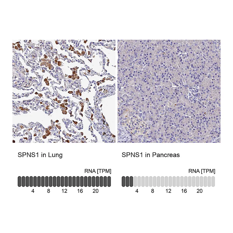 Atlas Antibodies Anti-SPNS1 Antibody