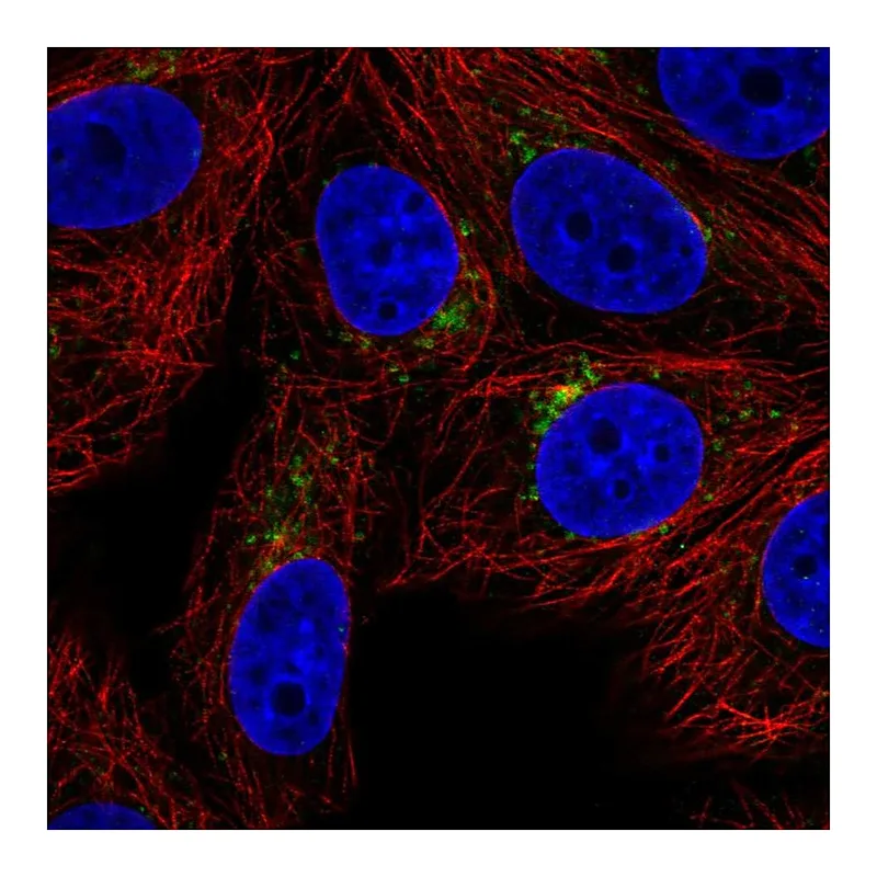 Atlas Antibodies Anti-SPPL2A Antibody