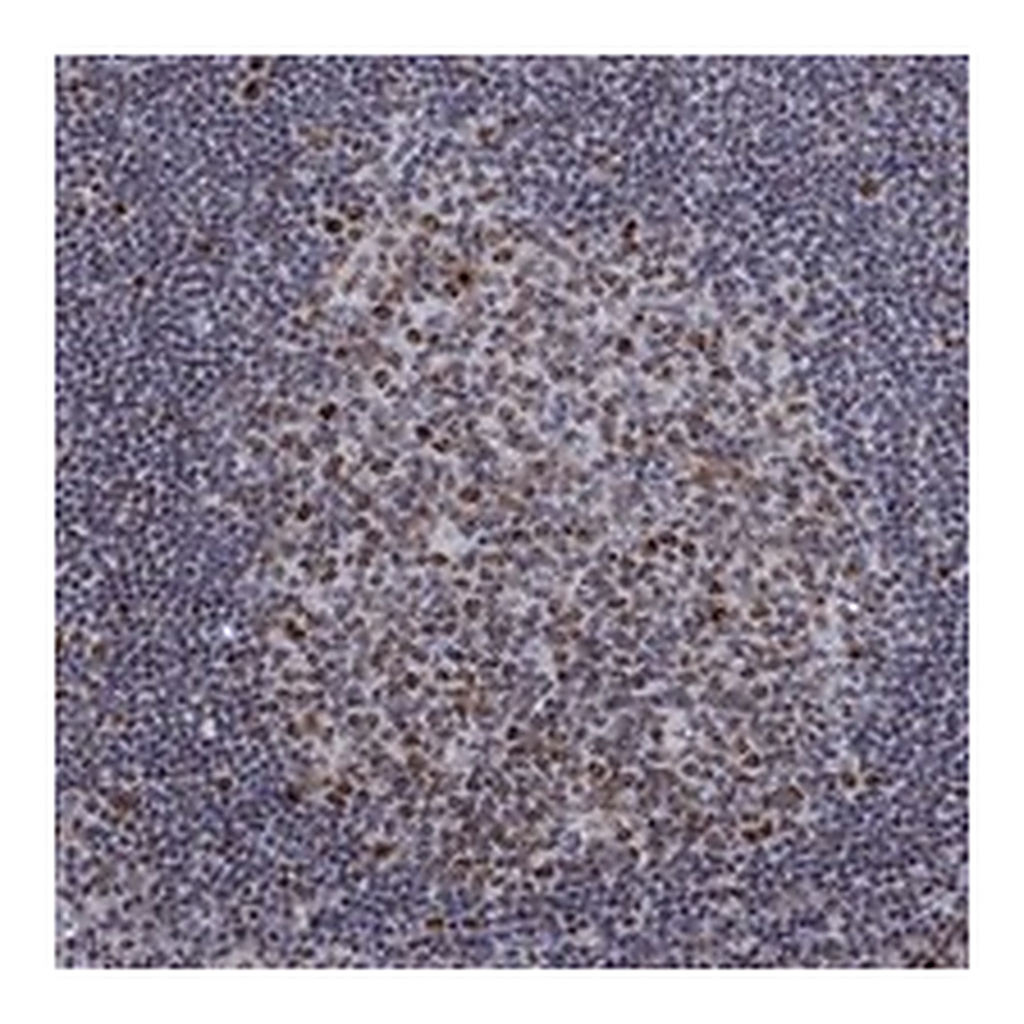 Atlas Antibodies Anti-SPOUT1 Antibody