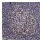 Atlas Antibodies Anti-SPOUT1 Antibody