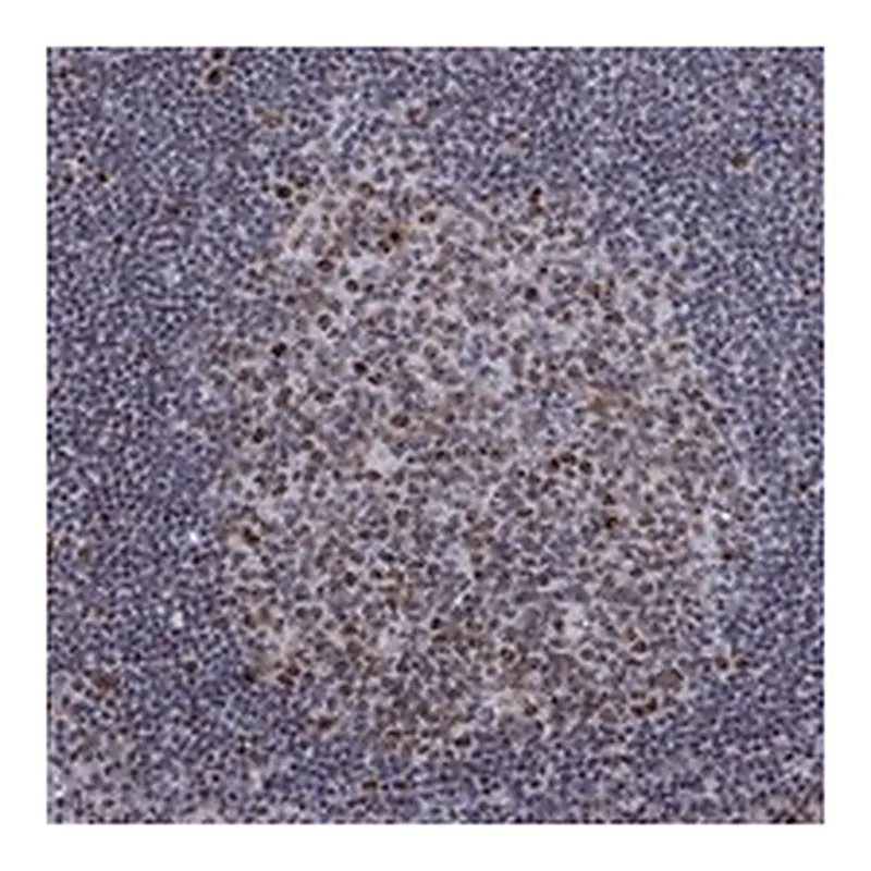 Atlas Antibodies Anti-SPOUT1 Antibody