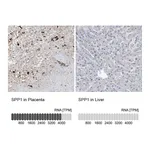 Atlas Antibodies Anti-SPP1 Antibody