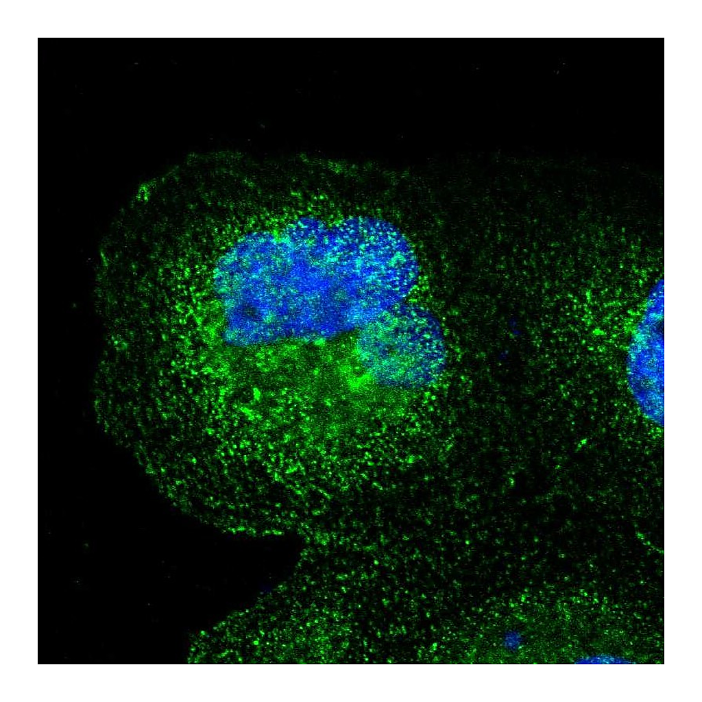 Atlas Antibodies Anti-SPPL3 Antibody