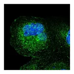 Atlas Antibodies Anti-SPPL3 Antibody