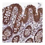 Atlas Antibodies Anti-SPR Antibody